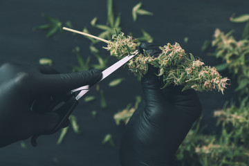 A man grower is Trimming fresh harvest cannabis buds. marijuana close up, top view frosted blue