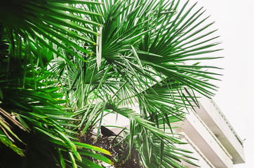 palm leaves. sun glare. hotel. bird
