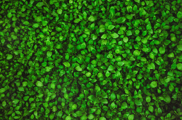 green leaves. view from above. texture and background. nature