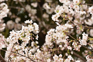 Cherry blossom