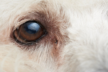 Macro of poodle dog eye