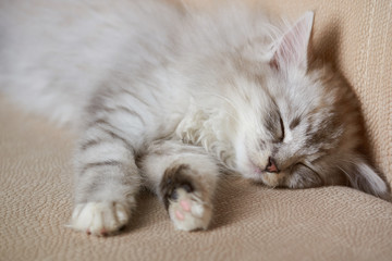 Fototapeta na wymiar Fluffy gray kitty sleep on sofa