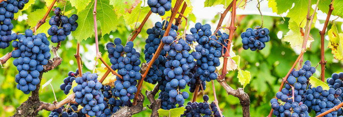 Uvas no parreiral