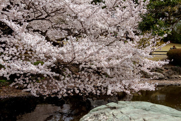 Sakura Blossom in Shinjuku, Tokyo Japão