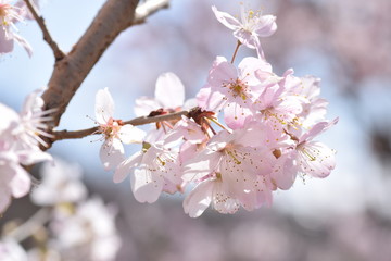 Cherry blossoms in full bloom