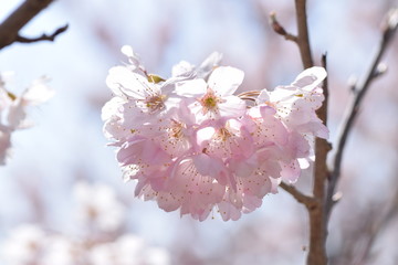 Cherry blossoms in full bloom