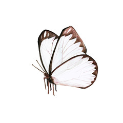 Hand drawn butterfly isolated on white background