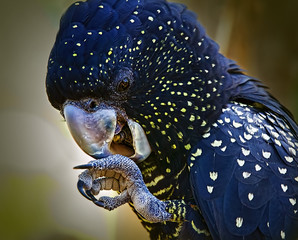 Australian Black cockatoo In Close Up © Jackson Photography