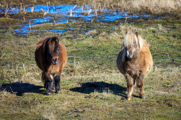 Portrait of two mini horses.