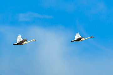 Two tundra swans in the sky.