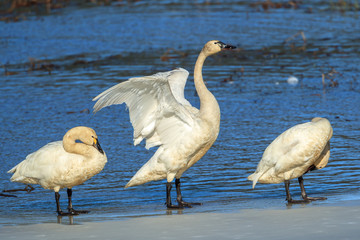 Swan on ice flaps its wings.
