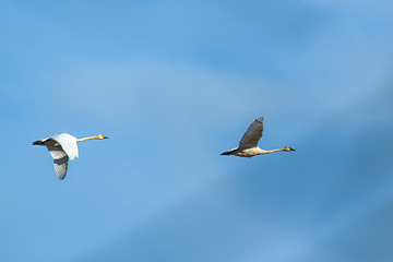 Fototapeta premium Tundra swans in the blue sky.