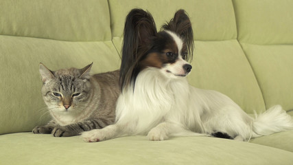 Dog Papillon with cat Thai relationship