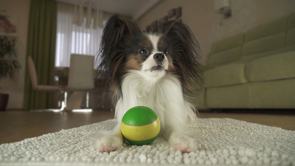 Dog Papillon playing with a ball on rug in the living room