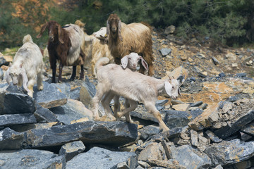 Fototapeta premium Goat