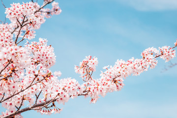 Cherry blossom with blue sky