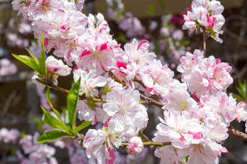 Sakura Blossom in Shinjuku, Tokyo Jap&atilde;o
