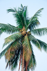 The coconut plant gives the oil almost all the benefits.
