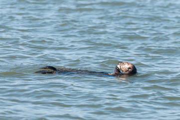 Fototapeta premium sea otter eating