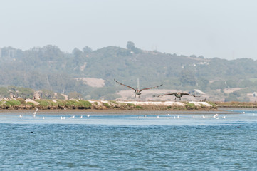 Pelican flying low over ocean
