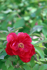 Fototapeta premium 牡丹の花