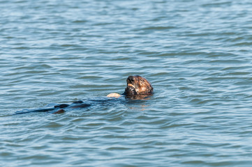 sea otter eating 