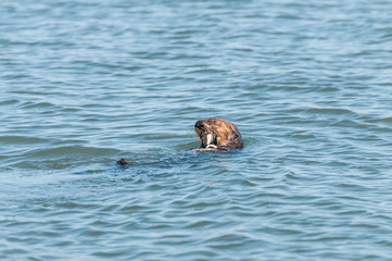 Obraz premium sea otter eating 