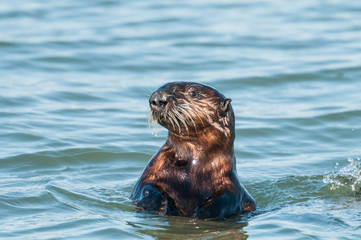 Fototapeta premium Profil wydry morskiej