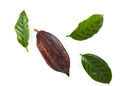 Cocoa Pods With Cocoa Leaf