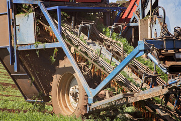 Machine Harvesting Carrots - Close Up View
