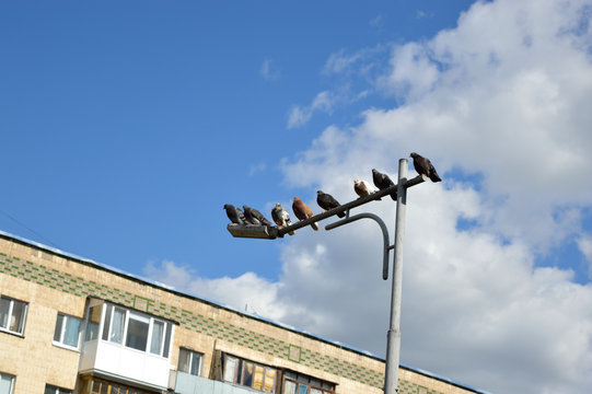Flock of dove birds sitting on the streetlight in the city near the building