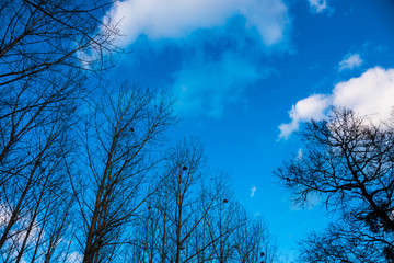 Mistletoe. Branch of a tree covered with a plant parasite against a blue sky.