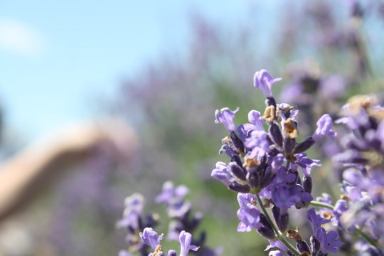 Lavender Feild