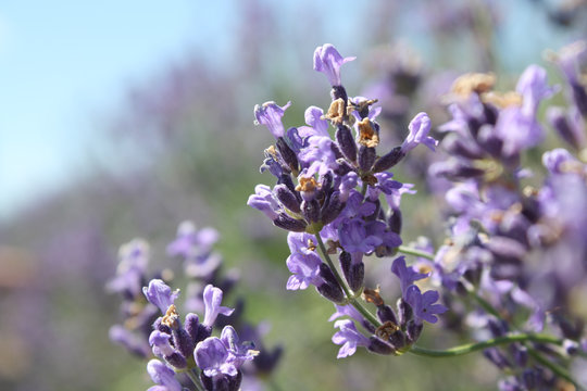 Lavender Feild