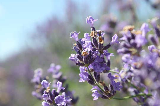 Lavender Feild