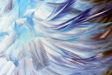 Colorful close up feather soft blue - brown pattern texture background