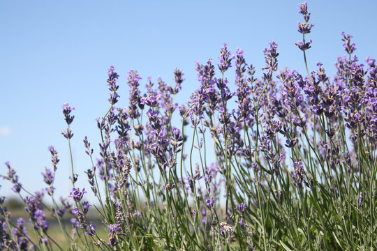 Lavender Feild