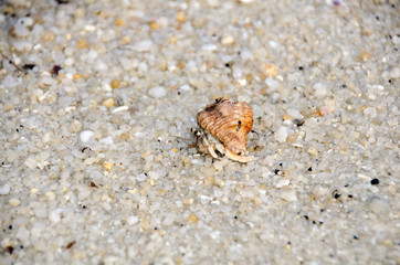 Colorful wild crab with shell (Paguroidea on the beach)