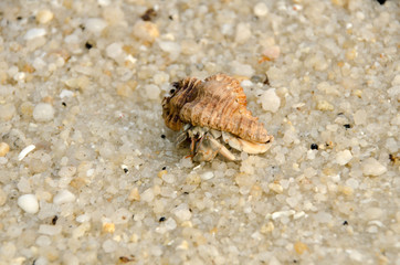 Colorful wild crab with shell (Paguroidea on the beach)