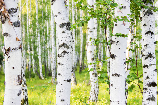 White birch trunks. Summer sunny russian forest.