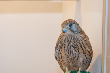 Hawk at home. The hawk lives at home.