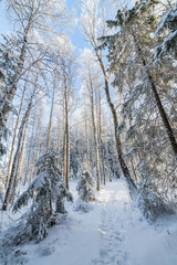 Sun shine in natural snowy winter forest