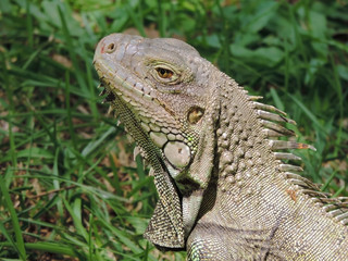 iguana with green background, reptile