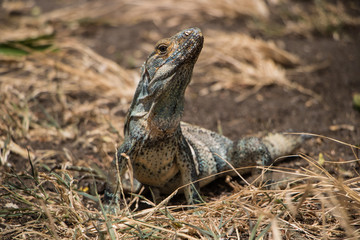 Iguana on Costa Rica beach