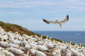 Northern gannets colony in Bonaventure Island, Quebec, Canada