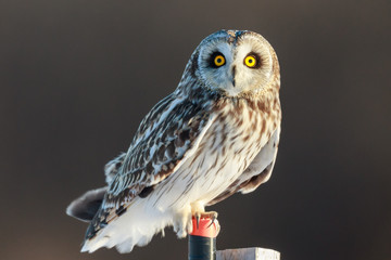 Short-eared Owl perches on a pipe