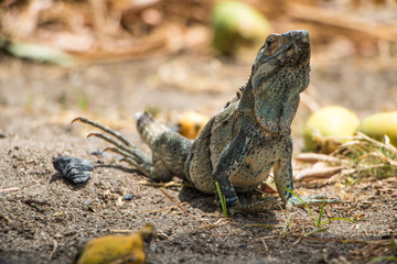 Iguana on Costa Rica beach