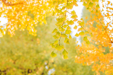 黄色く色ついた銀杏