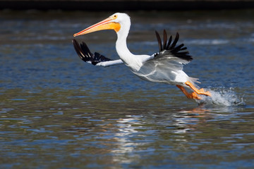 Fototapeta na wymiar American white pelican taking off from water