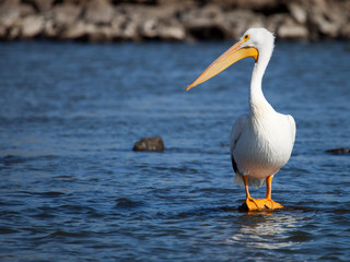 American white pelican standing on a rock in water